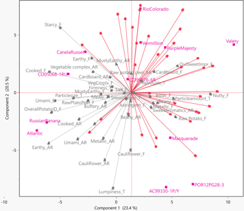 SINNETIC_ALSCAL_JMP